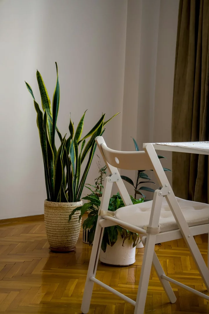 Açık renk, dokulu bir saksıdaki uzun, yeşil-sarı yapraklı paşa kılıcı bitkisi, ahşap parke zemine sahip aydınlık bir salon köşesinde diğer yeşil bitkilerle birlikte duruyor; ön planda bej minderli, açık renk katlanır bir sandalye görülüyor.