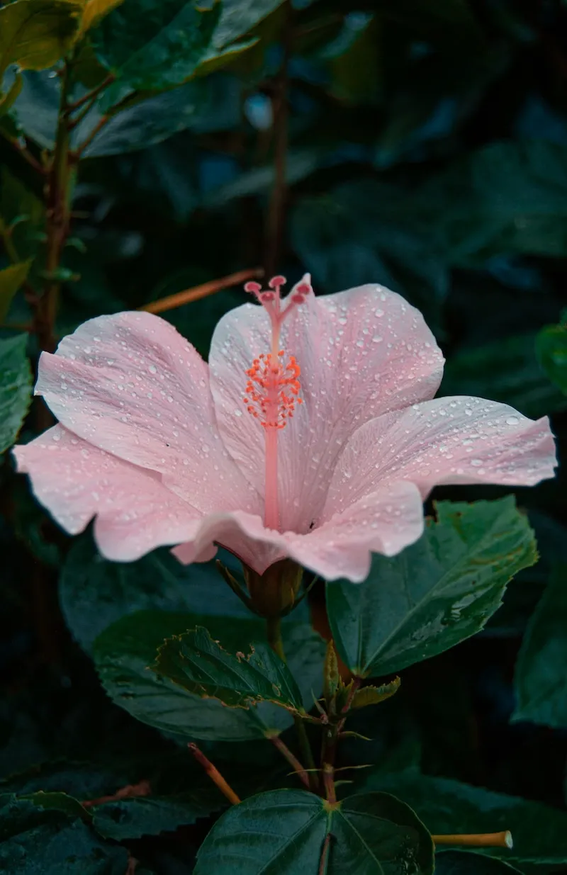 Yeşil yapraklar arasında yağmur damlalarıyla kaplı pembe hibiskus (Japon gülü) çiçeği yakın plan görünüm.