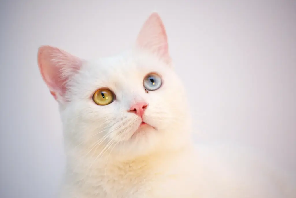 Heterokromi göz rengine sahip beyaz tüyleriyle dikkat çeken ev kedisi – kedi tüyü yutmak zararlı mı?