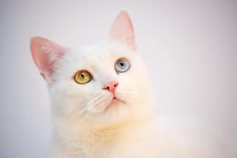 Kedi Tüyü Yutmak Tehlikeli mi?