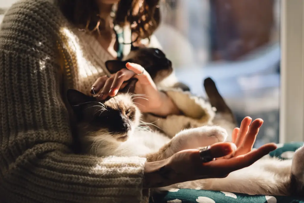Sahibinin kucağında huzurla yatan kedi – kedi tüyüyle yakın temas sağlık açısından riskli mi?