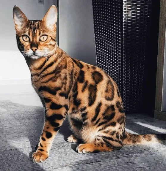 Bengal kedisi: Altın kahverengi tüyleri ve siyah benekli desenleriyle dikkat çeken, enerjik ve oyuncu bir kedi cinsi.