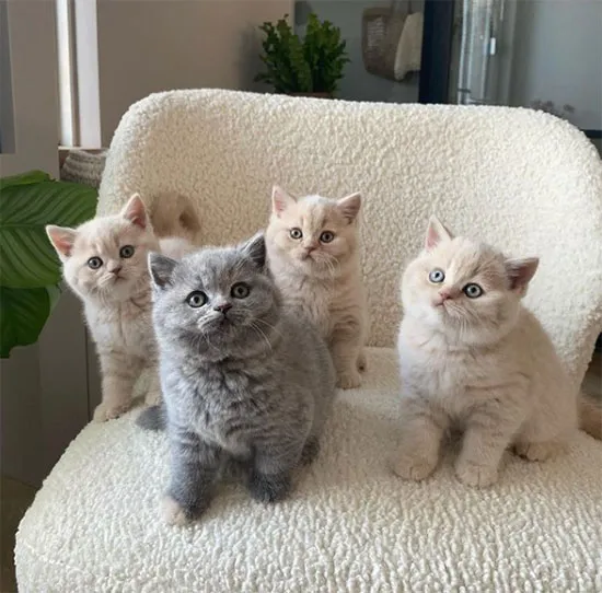 British Shorthair yavru kediler: Gri ve krem tonlarında, pelüş tüyleriyle dikkat çeken, sakin ve sevecen karakterli kedi cinsi.
