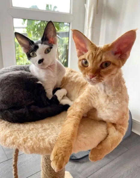 Devon Rex kedisi: Kıvırcık kısa tüyleri, büyük kulakları ve enerjik görünümüyle dikkat çeken, oyuncu karakterli bir kedi cinsi.