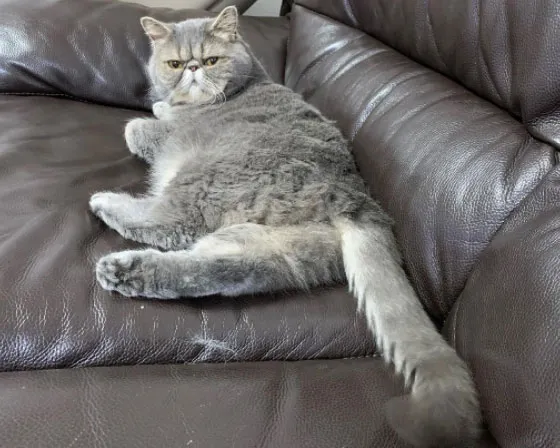 Exotic Shorthair kedisi: Kısa tüyleri, tombul yanakları ve minik burnuyla dikkat çeken, sakin ve sevecen bir kedi cinsi.