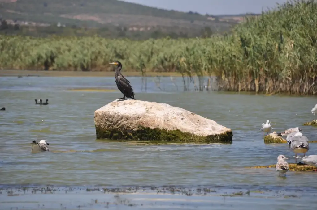 Uluabat Gölü'nün huzurlu sularında, bir kaya üzerinde dinlenen karabatak ile etrafındaki sazlıklar ve diğer su kuşları, Bursa'nın Gölyazı köyü yakınlarındaki doğal yaşamı gözler önüne sererek bu bölgenin gezilecek yerler arasında sunduğu dingin manzaralardan birini oluşturuyor.