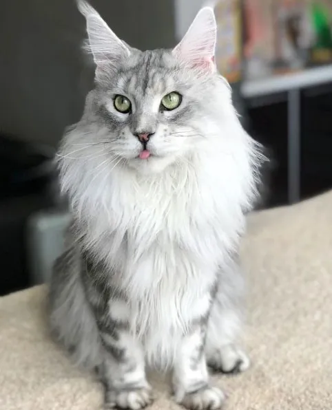 Maine Coon kedisi: Uzun ve gür tüyleri, büyük gövdesi ve yeşil gözleriyle dikkat çeken, sevecen ve zeki bir kedi cinsi.