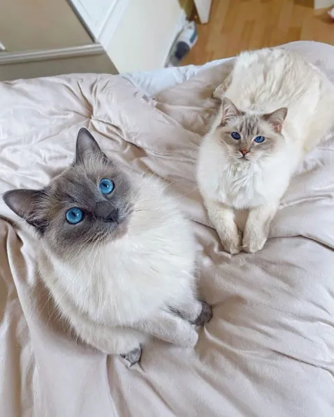 Ragdoll kedisi: Uzun krem tüyleri, masmavi gözleri ve sakin karakteriyle tanınan, sevecen ve aile dostu bir kedi cinsi.