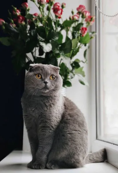 Scottish Fold kedisi: Gri tüyleri, kıvrık kulakları ve yuvarlak yüz hatlarıyla tanınan, sakin ve sevecen karakterli bir kedi cinsi.