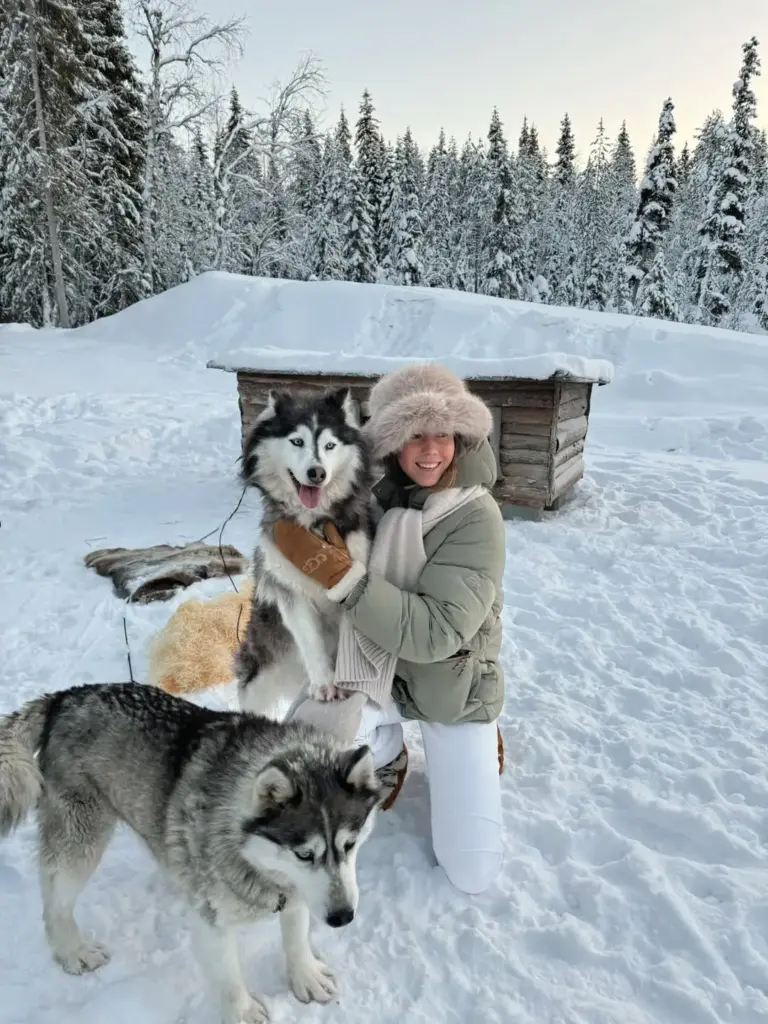 Karlı bir ortamda 2 tane Husky cinsi köpek seven peluş şapkalı kadın.