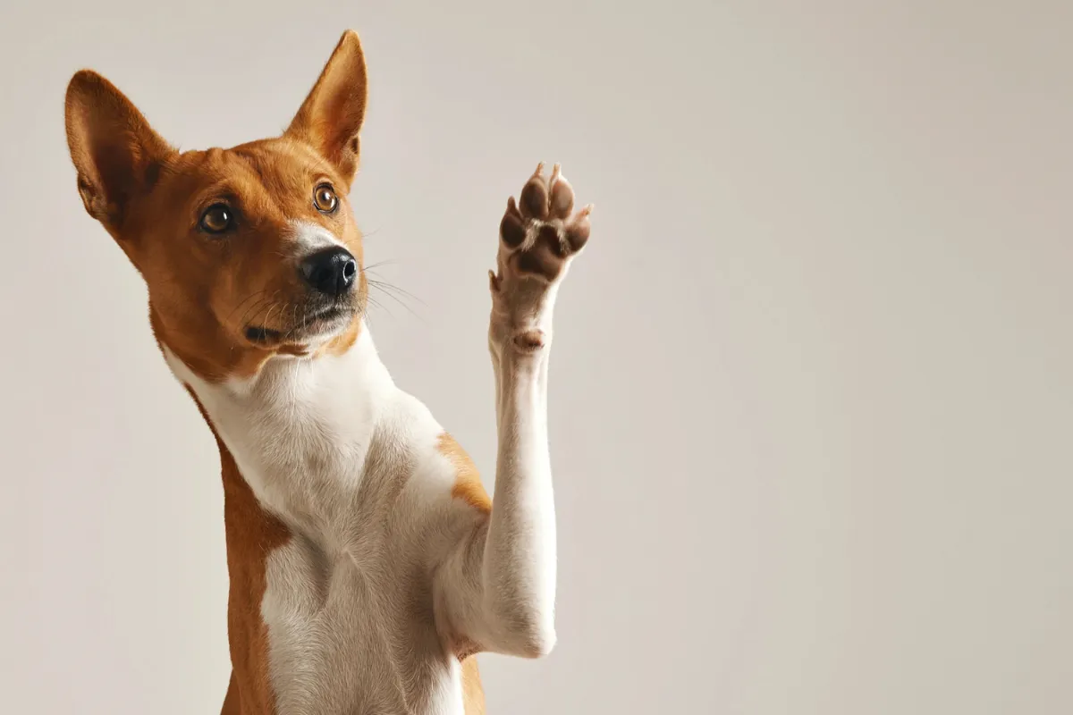 Köpek Severlerin İzlemesi Gereken Filmler için patisini kaldırmış sevimli köpek portresi
