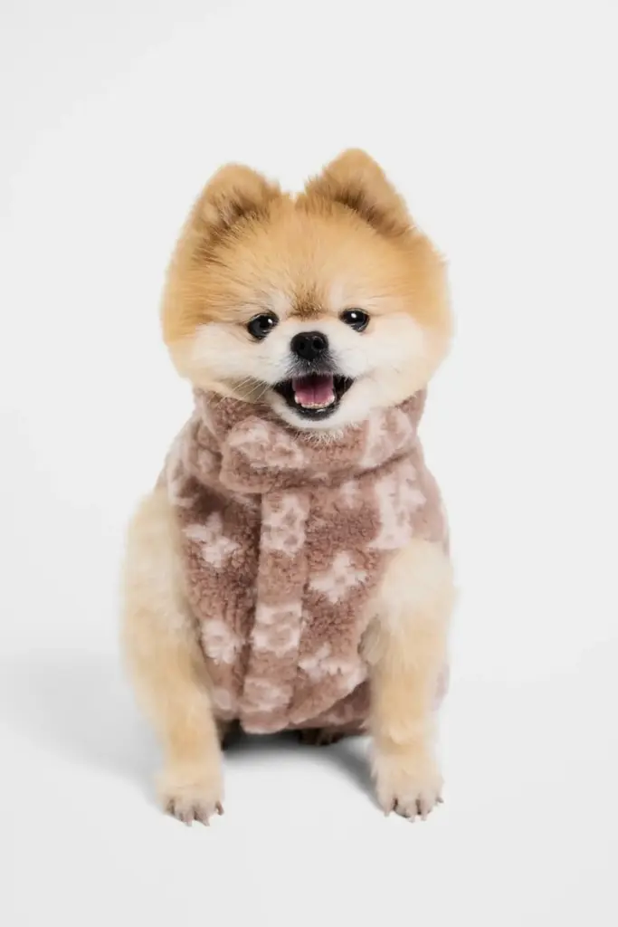 Pomeranian köpek, bej desenli pelüş mont ile poz veriyor; lüks petwear moda çekimi ürün görseli.