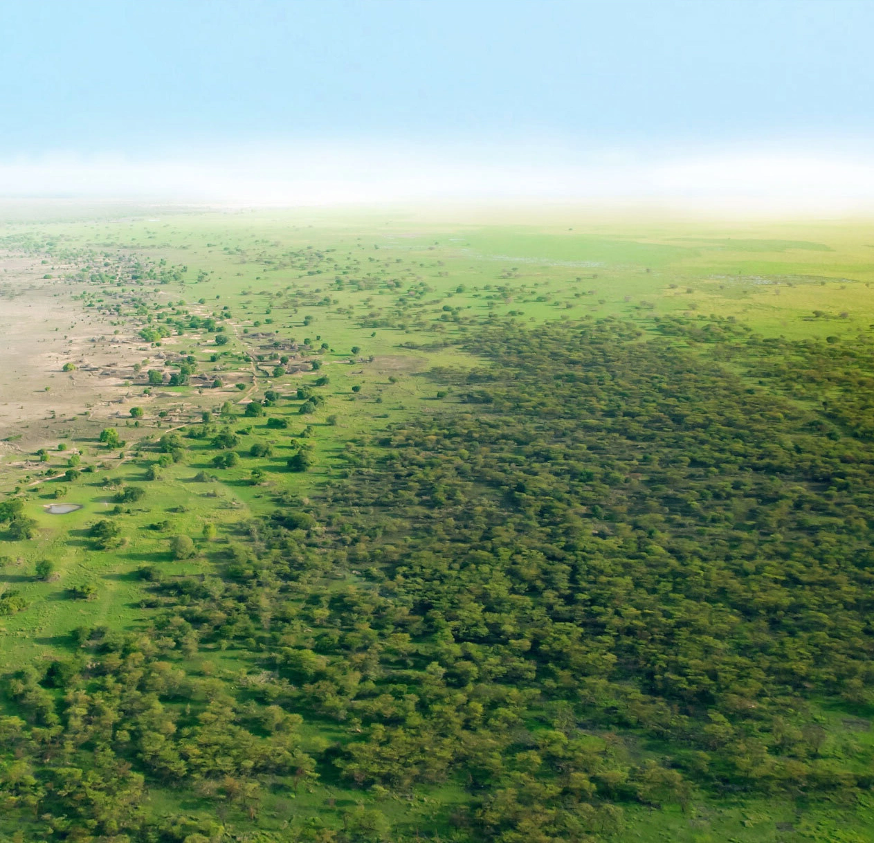 Büyük Yeşil Duvar projesi kapsamında Sahel bölgesinde çölleşme ile yeniden ağaçlandırılmış alanın sınırını gösteren havadan çekilmiş görüntü; solda kurak topraklar, sağda yoğun yeşil bitki örtüsü.