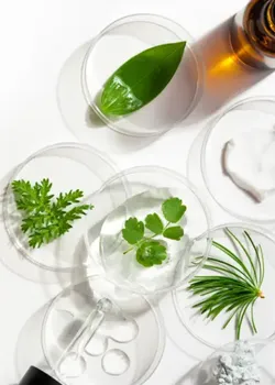 Bitki özleri ve doğal içeriklerin petri kaplarında sergilendiği laboratuvar düzeni; 2026 wellness trendlerinde doğal, şeffaf ve sürdürülebilir formülasyonları temsil eden görsel.