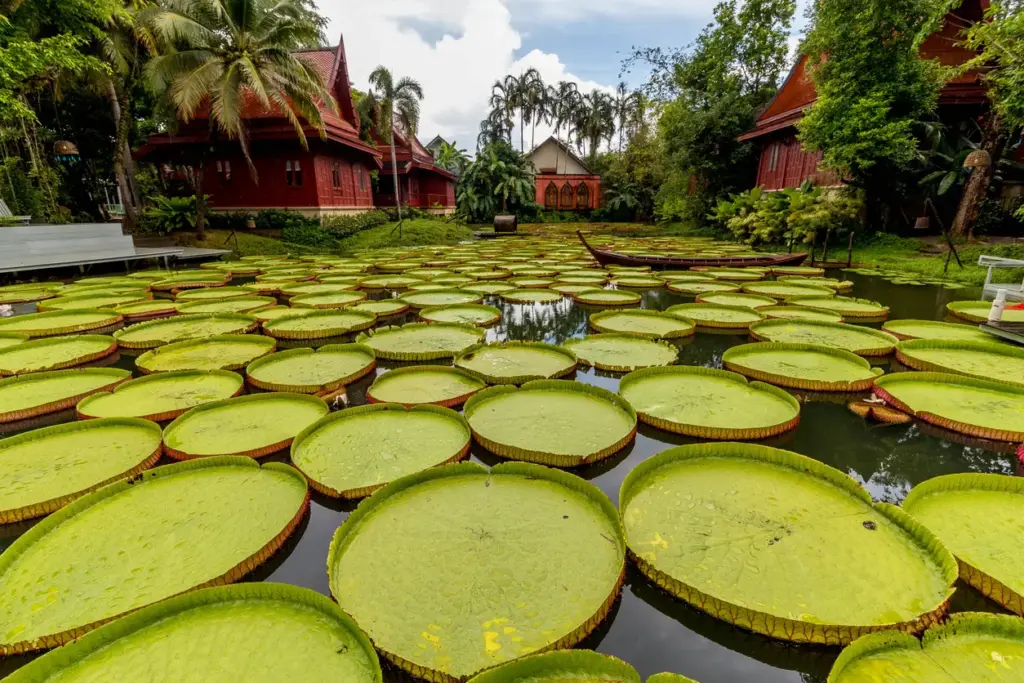 Phuket'teki Ma Doo Bua Cafe'de, etrafı kırmızı çatılı geleneksel Tayland evleri ve tropikal bitki örtüsüyle çevrili göletin üzerinde yüzlerce dev Victoria Amazonica nilüfer yaprağı, gezginlere sakin ve eşsiz bir fotoğraf karesi sunuyor.