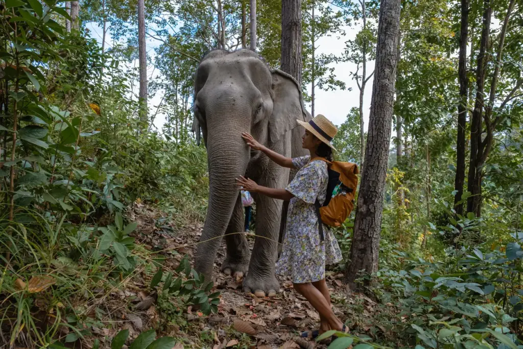 Hasır şapkalı ve desenli elbiseli bir kadın, yemyeşil ormanlık alanda büyük bir filin başını ve hortumunu nazikçe okşayarak Phuket'te doğa ile iç içe, etik bir yaşam deneyimi sunan fil barınaklarından birinde etkileşimde bulunuyor.