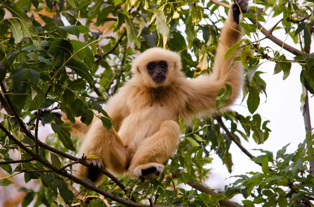 Phuket'te gezilecek yerler arasında doğa ve yaban hayatı deneyimleri sunan Gibbon Rehabilitasyon Projesi'ni temsil eden, açık renk tüyleri ve koyu yüz hatlarıyla yemyeşil ağaç dalları arasında bir dalı kavrayarak oturan ve doğrudan kameraya bakan bir gibbon maymunu.