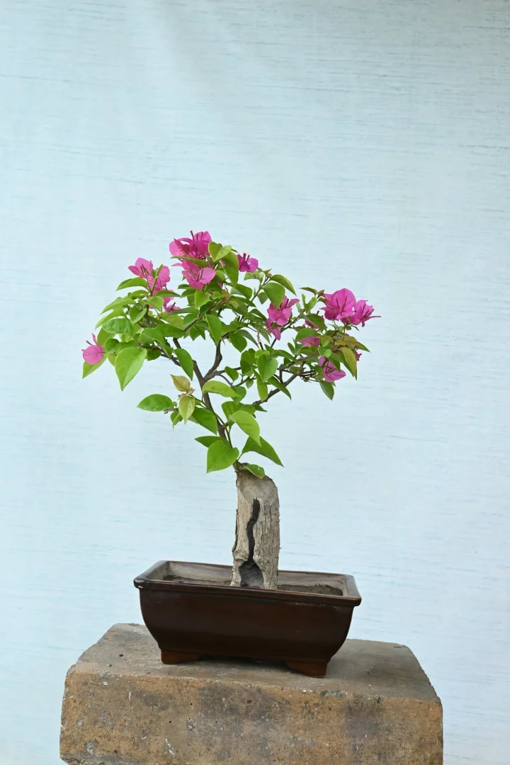 Küçük, koyu kahverengi dikdörtgen saksıda, kalın, odunsu gövdesi, canlı pembe çiçekleri ve taze yeşil yapraklarıyla dikkat çeken bir bodur begonvil bonsai, açık mavi dokulu bir duvarın önündeki beton bir blok üzerinde duruyor.