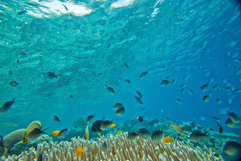 Phuket'in masmavi turkuaz sularında, gün ışığıyla aydınlanan mercan resifleri arasında sayısız renkli balık yüzerek adanın zengin su altı yaşamının büyüleyici bir panoramasını sunuyor.
