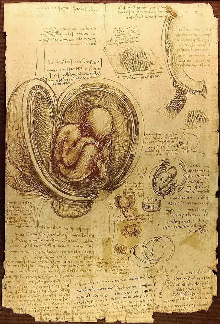 Merkezde, Leonardo da Vinci'nin embriyo konusundaki bilimsel gözlemlerini ve anatomik bilgisini yansıtan, ana rahmindeki bir insan fetüsünün kahverengi mürekkeple çizilmiş detaylı bir kesit görüntüsü, çevresinde ise eski el yazısıyla ek açıklamalar ve çeşitli organlara ait küçük eskizlerle dolu, eskimiş dokulu bir parşömen sayfası görülmektedir.