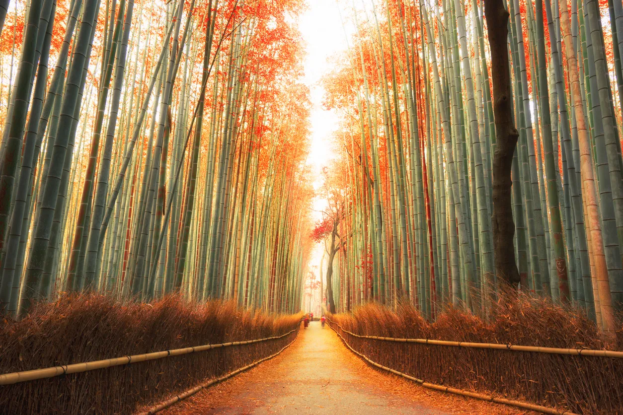 Kyoto Arashiyama Bambu Ormanı’nda uzanan bambu ağaçları