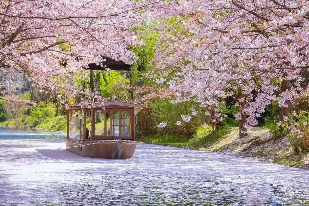 Kyoto Fushimi bölgesinde ilkbaharda kiraz çiçekleri arasında Fushimi Jikkokubune tekne turu