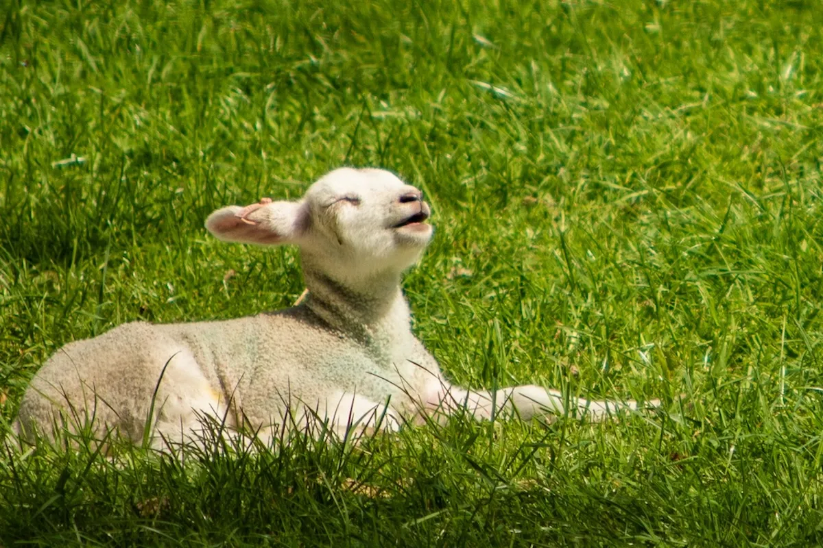 Tüm Yönleriyle Vegan Yaşam: Veganizm Nedir?