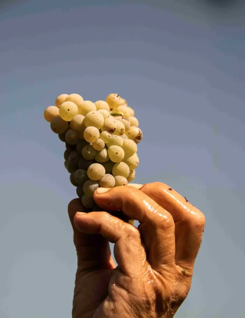 OGGUSTO 2026 Gastronomi Trendleri Raporu: Geleceğin Sofraları