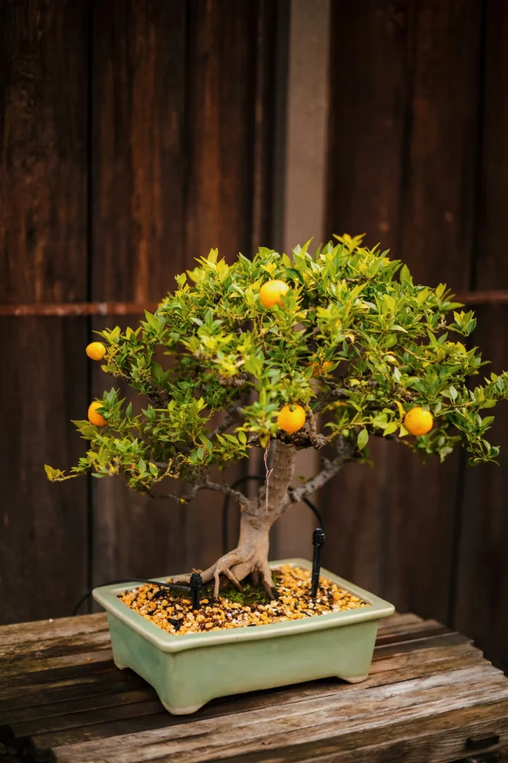 Bir ahşap zemin üzerinde duran, bolca küçük, parlak turuncu kumkuat meyveleri ve canlı yeşil yaprakları olan, bakımı yapılmış, kalın gövdeli bir bonsai kumkuat ağacı, açık yeşil seramik saksısında, toprağında kumkuat ağacı bakımı için uygun görünen granüller ve sulama boruları ile detaylı bir şekilde gösterilmektedir.