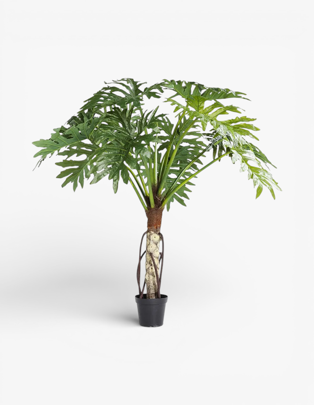 Kış bahçesi için Kare Design Monstera dekoratif bitki