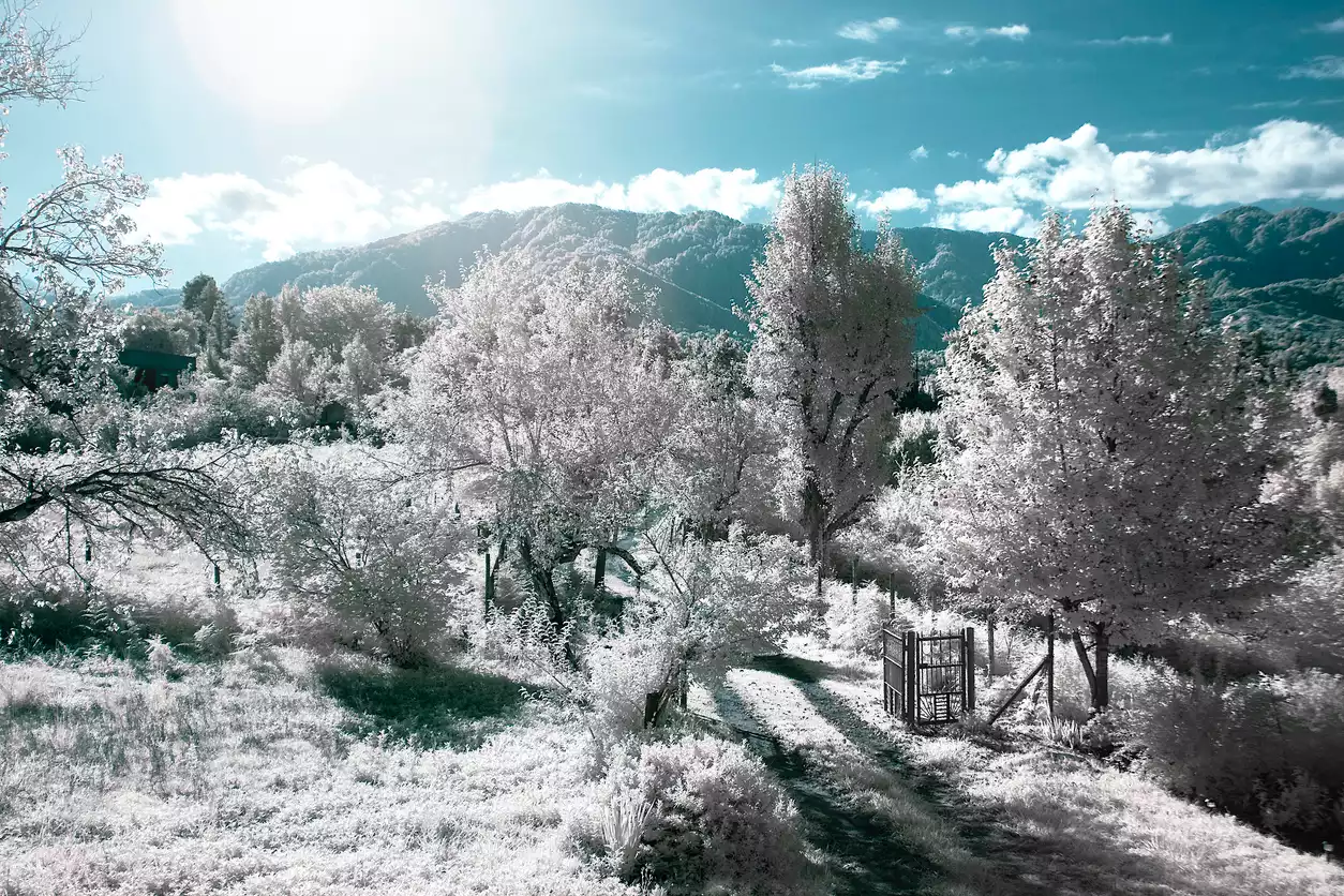 Atatürk Arboretumu'nun kızılötesi bir fotoğrafında, bembeyaz yapraklarla kaplı ağaçların arasından kıvrılan bir patika, sağ tarafta ahşap bir çit ve arka planda turkuaz mavisi gökyüzünün altında yükselen tepelerle dolu, oldukça gerçeküstü bir doğal güzellik sunuluyor.