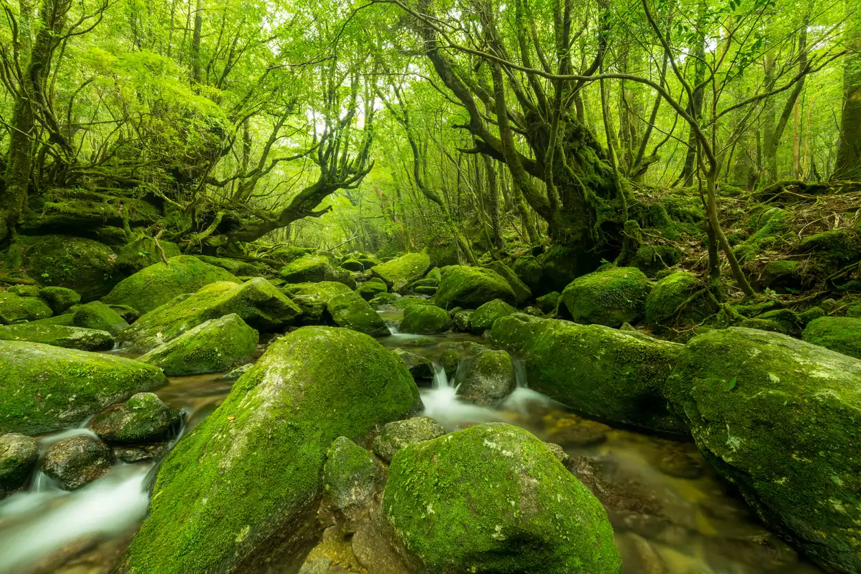 Yakushima, binlerce yıllık sedir ağaçları, sisli ormanlar ve doğayla iç içe yaşam