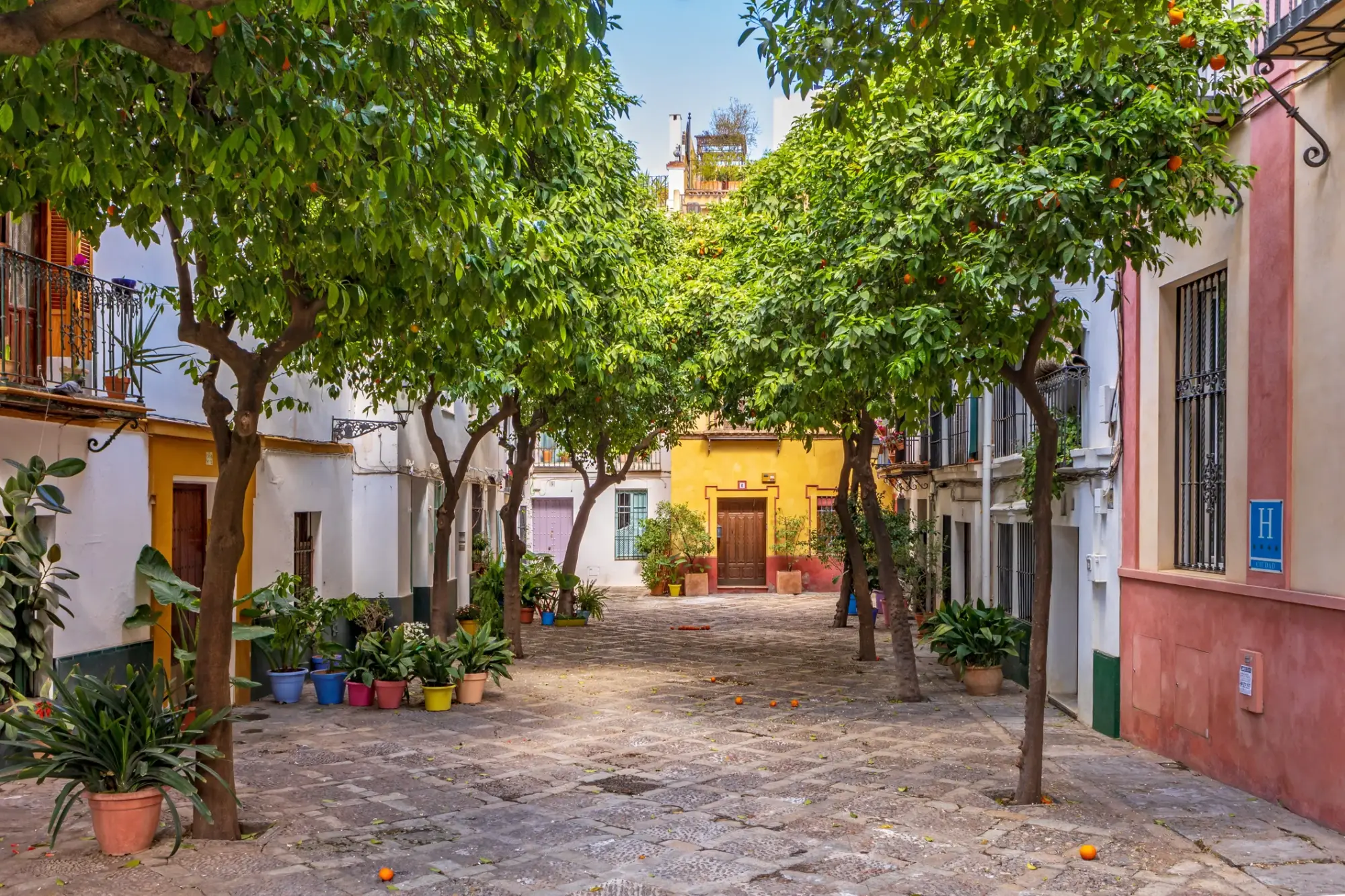 Sevilla'nın tarihi Barrio Santa Cruz mahallesindeki dar, taş döşeli avlu, yemyeşil yaprakları ve dallarında parlayan olgun portakallarıyla dolu, ayrıca zemine serpilmiş portakal meyvelerinin de bulunduğu çok sayıda ağaçla çevrili; rengarenk boyalı, demir parmaklıklı pencereleri olan eski binalar ve saksı bitkileriyle dolu huzurlu bir İspanyol sokağı atmosferi sunuyor.