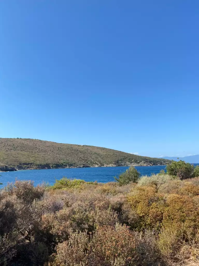 Güneşli açık mavi gökyüzünün altında, masmavi denizin Maden Adası kıyılarını sardığı ve arka planda Cunda çevresine özgü kurak bitki örtüsüyle kaplı tepelerin yükseldiği, ön planda ise benzer çalılıkların uzandığı doğal bir sahil manzarası.