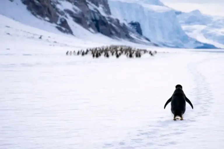 O Nihilist Penguen: Varoluşun Absürtlüğü, Yalnızlığın Derinliği, İnsanların Sürüsü