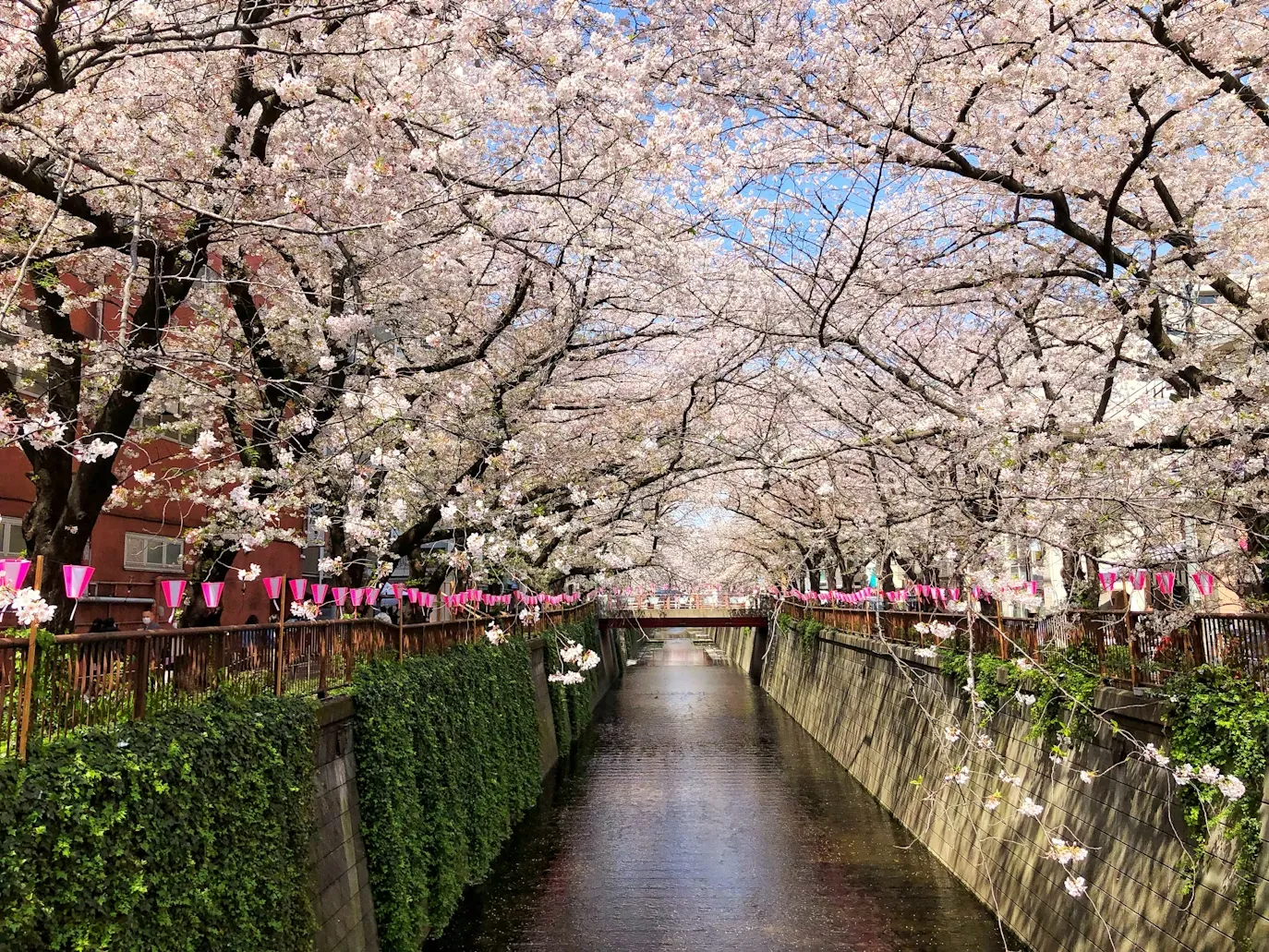 Nakameguro'daki Meguro Nehri boyunca uzanan, pembe ve beyaz sakura çiçekleriyle tamamen kaplı ağaçların oluşturduğu tünel şeklindeki görüntüyü yansıtan, suya doğru sarkan dallar ve kenarları süsleyen pembe fenerlerle dolu, ilkbaharın tüm güzelliğini sergileyen canlı bir manzara.