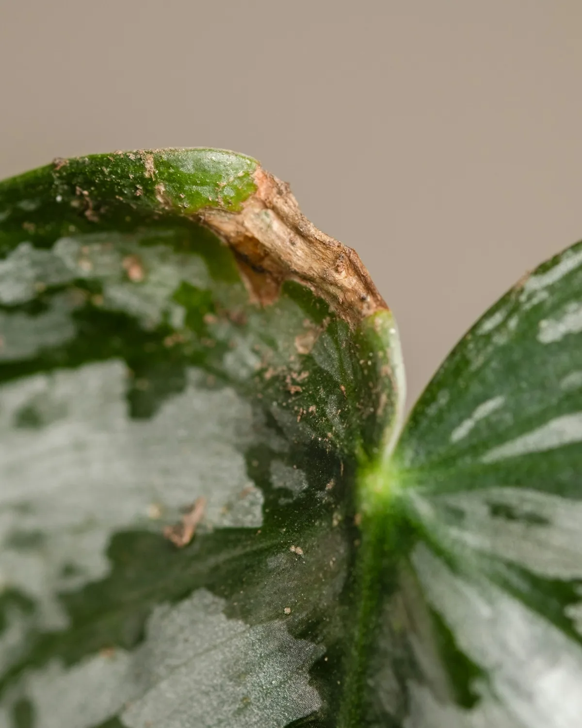 Soluk bej bir arka plan önünde, belirgin gümüşi desenlere sahip koyu yeşil bir anthurium clarinervium yaprağının kahverengileşmiş, kurumuş ve yıpranmış kenarı yakın planda görülüyor, bu durum bitkinin hasta yaprak sorunlarına işaret ediyor.