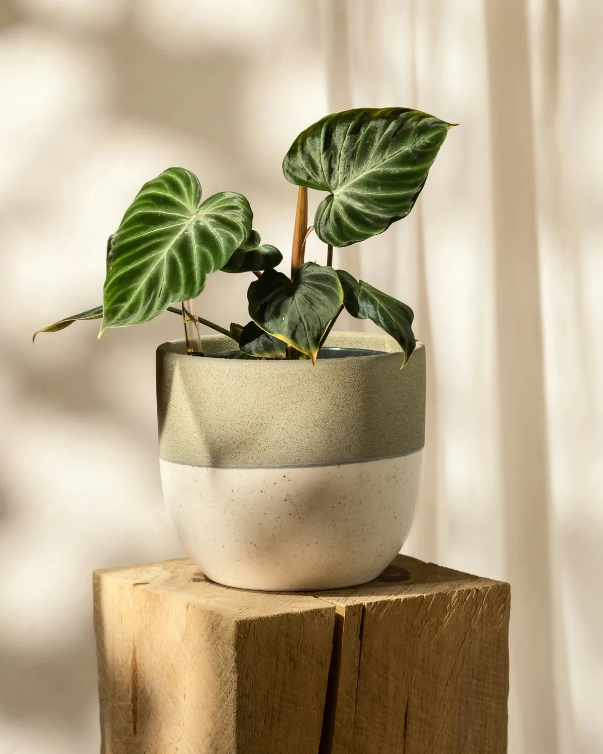 Anthurium Clarinervium salon bitkisinin belirgin açık damarlı koyu yeşil, kalp şeklindeki yaprakları, üstü yeşil altı benekli beyaz seramik saksısında, doğal ahşap bir kütük üzerinde güneş ışıkları altında beyaz bir perdenin önünde zarif bir şekilde konumlanmış.