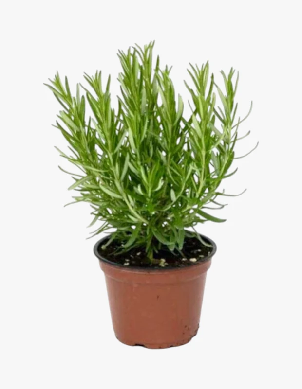 Marka Adı: Belirtilmemiş
Ürün Adı: Biberiye Fidesi
Ürün Cinsiyeti: Belirtilmemiş
Ürün Tipi: Aromatik Bitki Fidesi
Ürün Sezonsallığı: Dört Mevsim
Ürün Çeşidi: Biberiye
Ürün Özellikleri: Canlı yeşil, ince ve iğne yapraklı dallarıyla kompakt bir görünüme sahip biberiye fidesi, kahverengi standart üretim saksısında sunulur. Doğal olarak aromatik ve şifalı özelliklere sahiptir. Güneş seven yapısıyla balkonlarda ve bahçelerde kolayca yetiştirilebilir, düzenli bakım ile dört mevsim boyunca yeşil ve canlı kalır. Hem mutfakta yemeklere lezzet katmak hem de bitki çayları hazırlamak için taze olarak kullanılabilir. Özellikle güneş alan ve güney cephe balkonlar için idealdir.
Öne Çıkan Detaylar:
- Yoğun ve hoş kokusuyla mutfaklara taze bir dokunuş sunar.
- Hem yemeklerde hem de şifalı bitki çaylarında kullanılabilen aromatik bir bitkidir.
- Güneş seven ve dayanıklı yapısı sayesinde balkon ve bahçeler için kolay bakımlı bir seçimdir.
Kimler Kullanıyor?: Şehir yaşamında kendi yeşil köşesini yaratmak isteyen, mutfaklarında taze ve doğal lezzetlere yer veren, aromatik kokuların sakinleştirici etkisinden hoşlanan, bitki bakımıyla ilgilenen ve balkonunu işlevsel bir bahçeye dönüştürmeyi arzulayan herkes bu ürünü tercih edebilir. Bitkilerle ev ve bahçe atmosferine doğallık katmak isteyenler için idealdir.