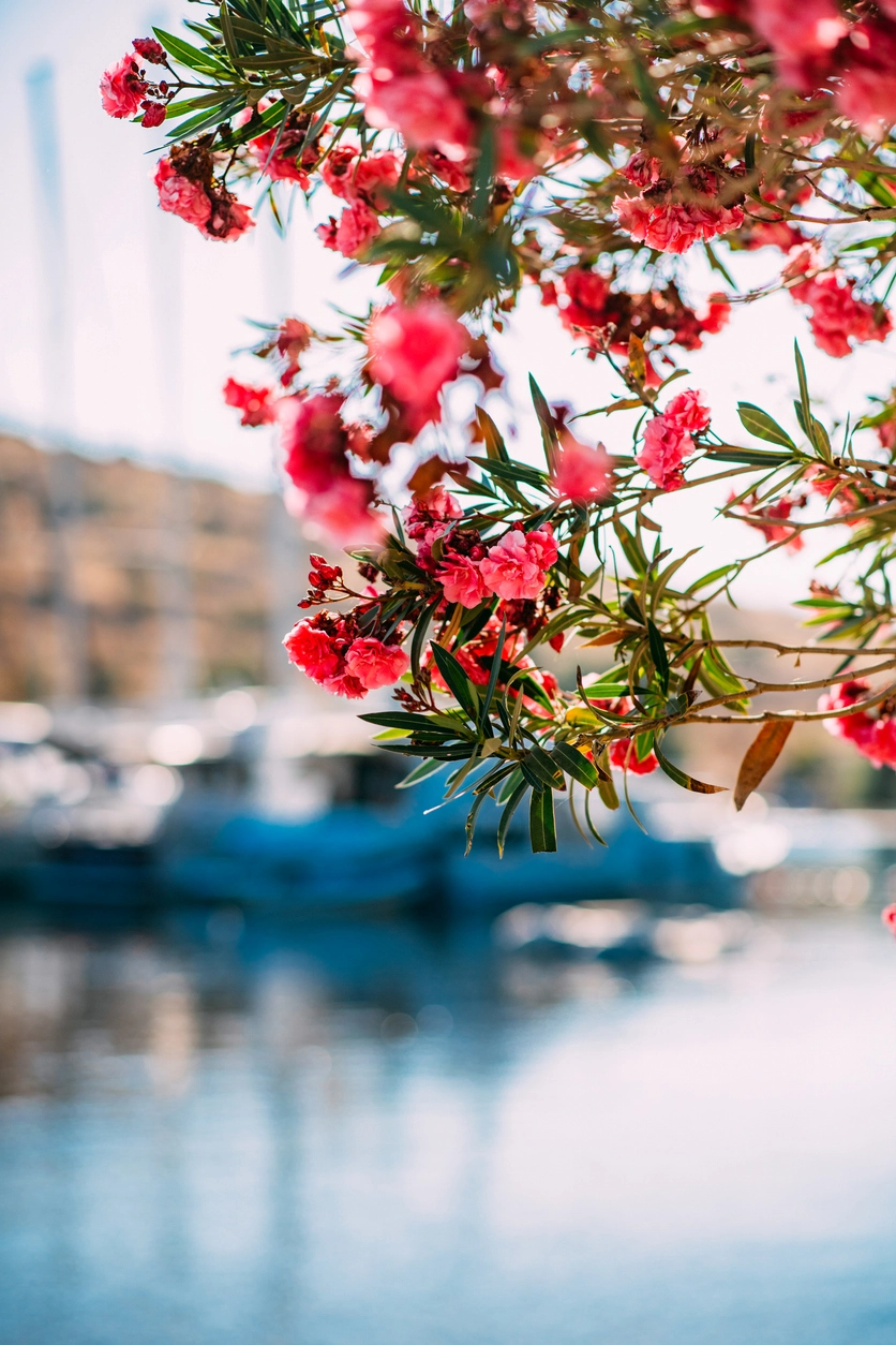 Ön planda güneş ışıklarıyla parlayan pembe ve kırmızı zakkum çiçeklerinin yeşil yaprakları, arka planda Ege'nin masmavi sularında yüzen bulanık tekneler ve uzak binalarla Bodrum Gümüşlük sahilinin huzurlu atmosferini yansıtıyor.
