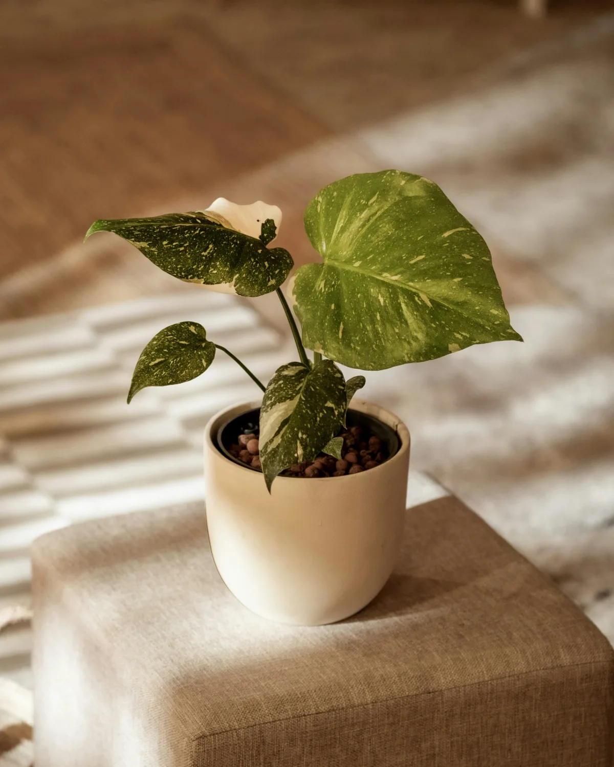 Toprak yerine kil bilyeleriyle dolu, açık bej bir saksıda duran, geniş ve yer yer beyaz benekli yeşil yapraklara sahip bir salon bitkisi, anthurium bakımı makalesinde bahsedilen dolaylı ışık koşullarının ev ortamındaki ideal uygulamasını yansıtır.