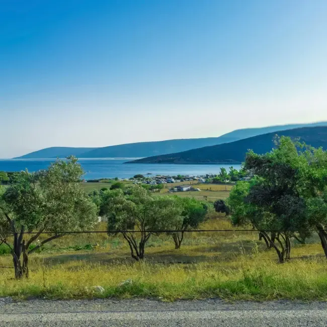 Pırıl pırıl mavi gökyüzü altında, yol kenarındaki zeytin ağaçlarıyla bezeli, kurumuş otlar ve yeşilliklerle kaplı bir araziden, berrak denizin kıyısındaki küçük bir yerleşim yerine ve uzaktaki koyu mavi dağlara doğru uzanan Urla'nın huzurlu doğal manzarası.