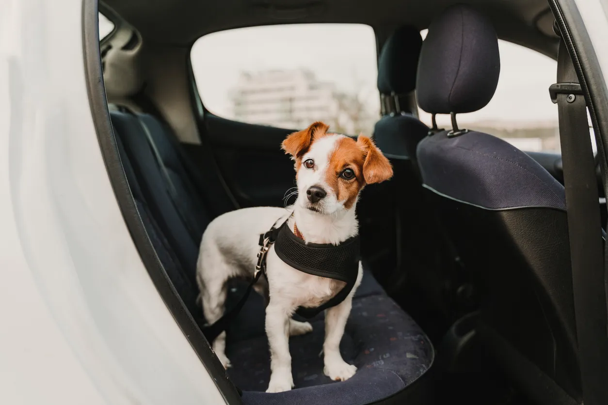 Araba koltuğunda emniyet kemerine bağlı siyah göğüs tasması ile güvenli bir şekilde ayakta duran kahverengi ve beyaz tüylü Jack Russell Terrier köpek; evcil hayvanlar için araç içi güvenli seyahat ekipmanları.