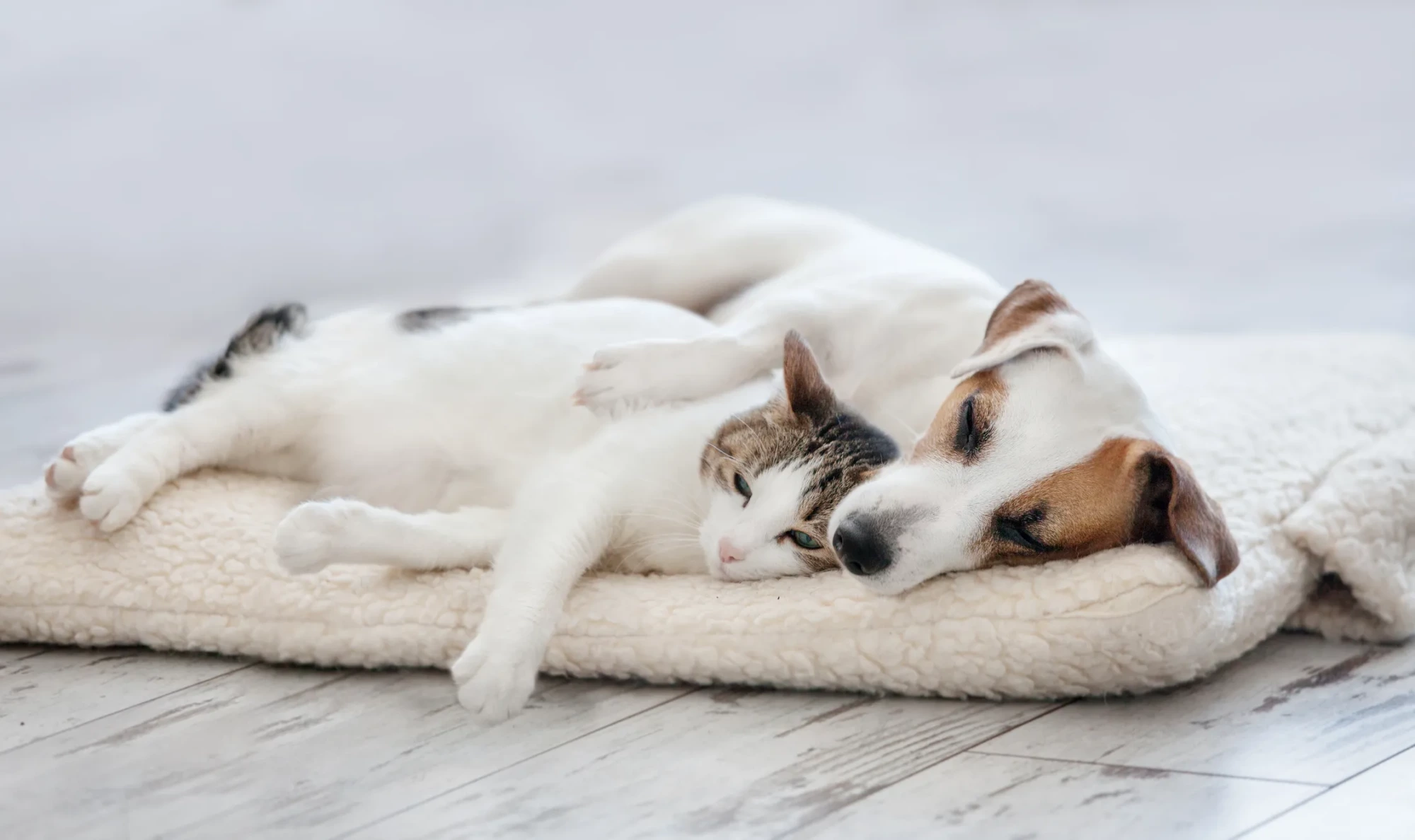 Tüylü krem rengi pet yatağında yan yana uzanmış, birbirine sarılan Jack Russell terrier köpek ve tabby-beyaz kedi. Köpek kedinin başının üstüne patisini koymuş, her ikisinin de gözleri kapalı veya yarı kapalı.