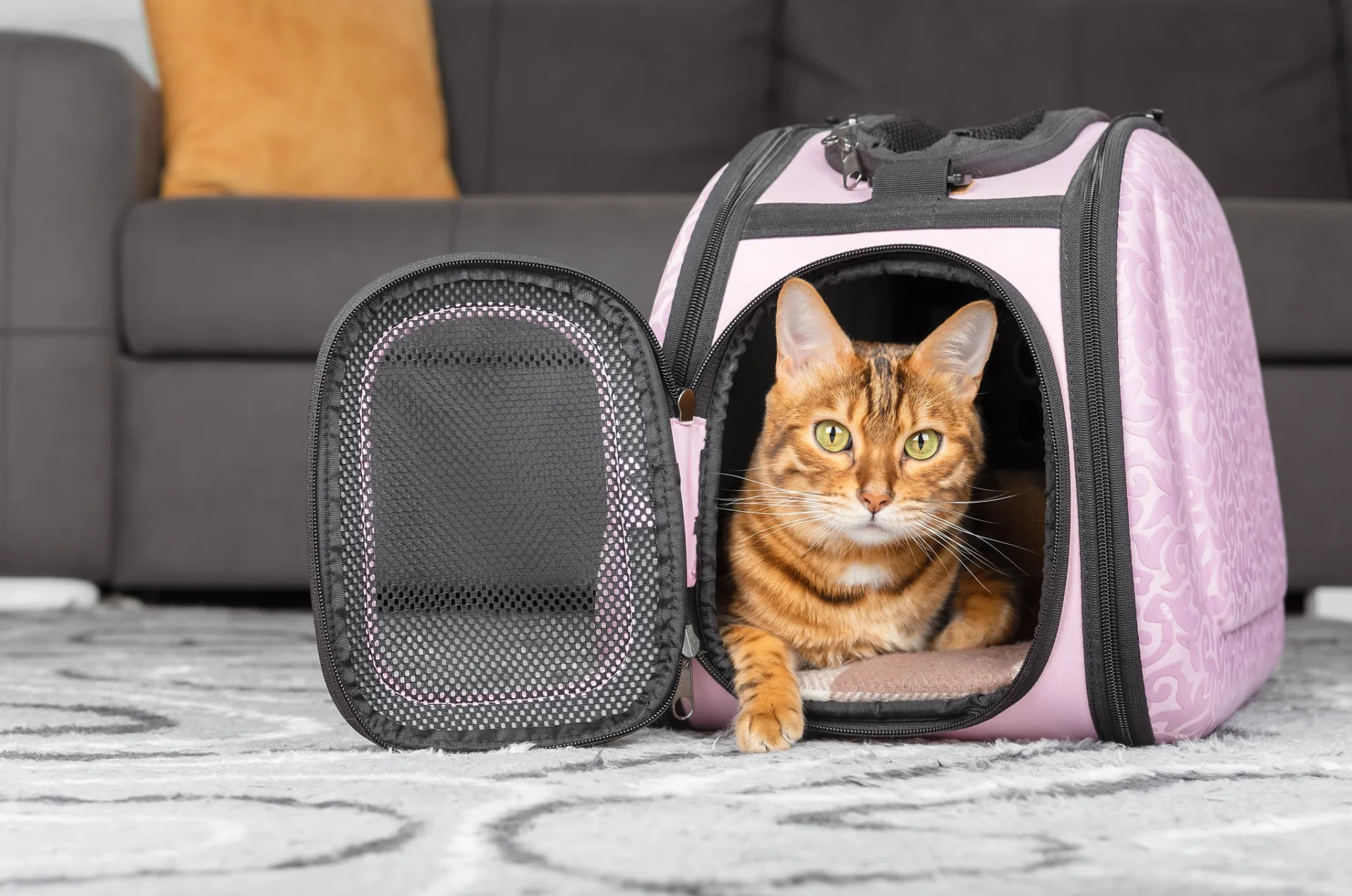Gri desenli bir halı üzerinde duran pembe, desenli ve file kapaklı kedi taşıma çantasının içinden bakan yeşil gözlü Bengal cinsi kedi; konforlu ve güvenli evcil hayvan seyahat ekipmanları.