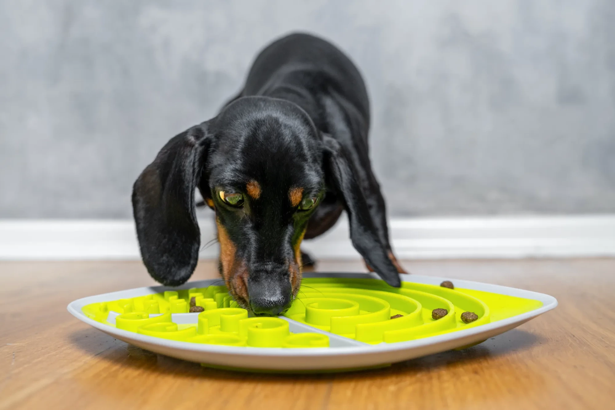 Ahşap zeminde, siyah ve taba renkli, uzun kulaklı bir dachshund (sosis) köpek, yeşil labirent desenli yavaş mama yeme kabından mama tanelerini çıkarmaya çalışıyor. Köpek burnunu yeşil kanallara daldırmış, kabın üzerinde birkaç mama tanesi görülüyor. Arka planda gri dokulu bir duvar ve beyaz süpürgelik yer alıyor.