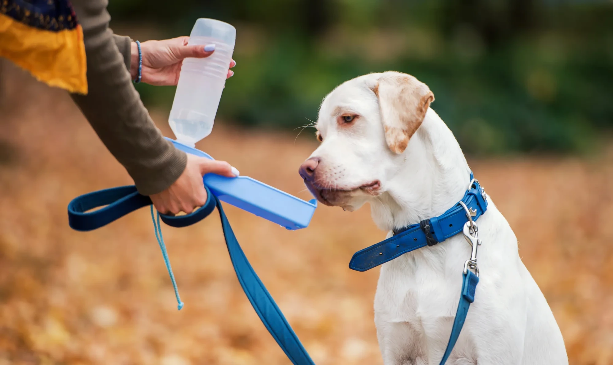 Sonbahar yapraklarıyla kaplı bir dış mekanda, sahibi tarafından mavi renkli taşınabilir seyahat su kabından su içirilen beyaz Labrador cinsi köpek; mavi tasmalı ve kayışlı evcil hayvanlar için pratik dış mekan suluk çözümleri.