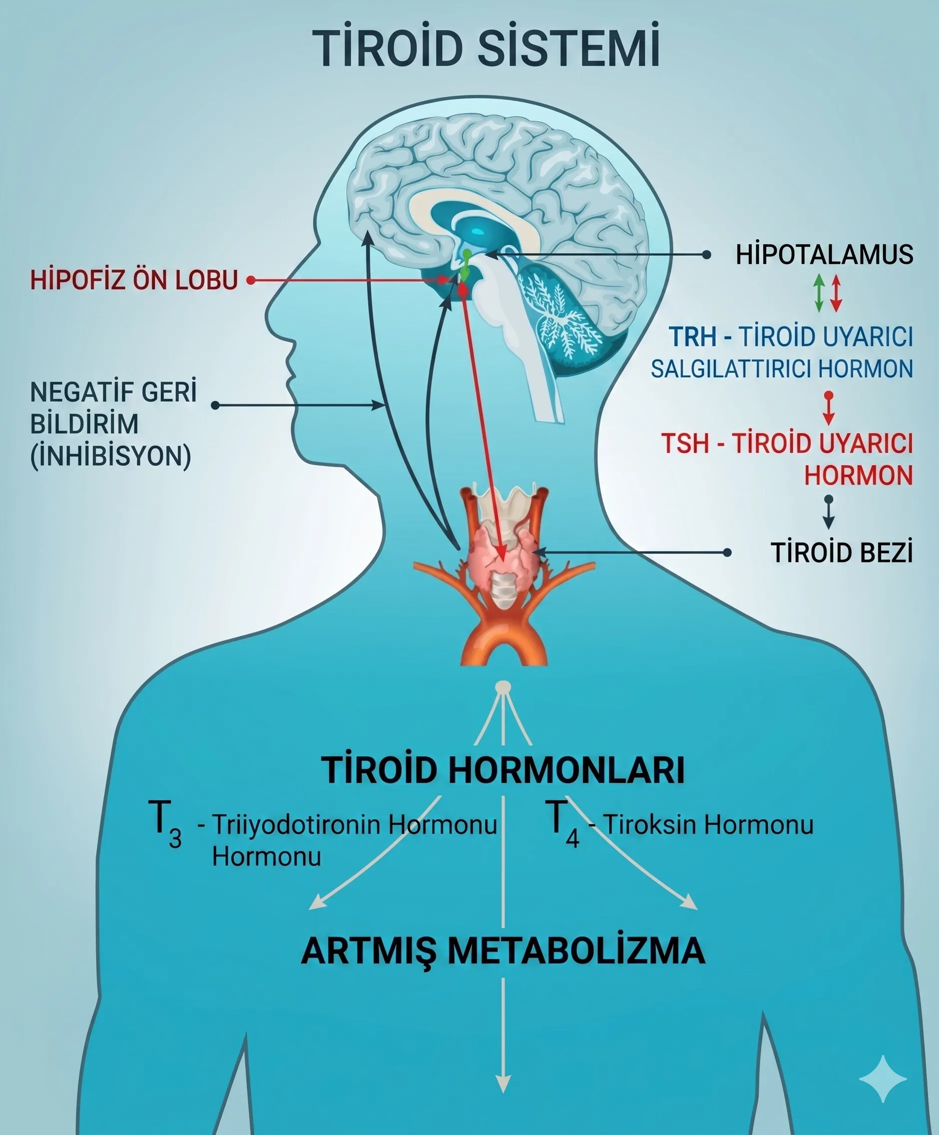 Şema, hipotalamustan TRH salgılanmasıyla başlayan, hipofiz ön lobunun TSH üretimine yol açan ve tiroid bezinin T3 ile T4 tiroid hormonlarını salgılayarak metabolizmayı artıran karmaşık tiroid sistemi döngüsünü ve negatif geri bildirim mekanizmasını detaylı bir şekilde göstermektedir.