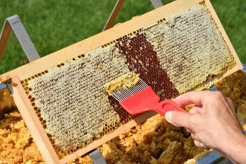 Bir kişinin eli, çerçevedeki peteğin üzerindeki balmumu kapaklarını kırmızı saplı özel bir tarakla nazikçe açarken görülüyor; bir kısmı açılmış koyu bal ile doluyken, diğer kısımları sarımsı balmumu hücreleri ile kaplı ve çerçevenin üstünde küçük bir arı da belirgin.