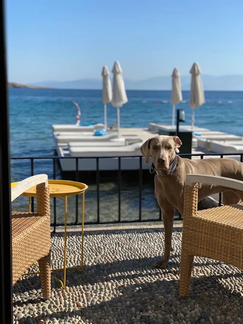 Mavi gökyüzü ve masmavi denizin önünde, şık hasır sandalyelerle süslü çakıllı bir terasta duran, hayvan dostu bir otelin keyfini çıkaran Weimaraner cinsi bir köpek, Bodrum'un eşsiz sahilinde deniz kenarında konaklama imkanı sunan bir tesisin sıcak misafirperverliğini yansıtıyor.